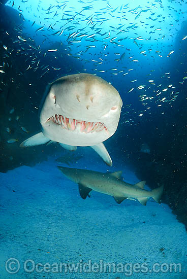 Grey Nurse Shark Carcharias taurus photo Grey Nurse Shark Carcharias taurus photo