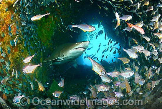 Grey Nurse Shark South West Rocks photo Grey Nurse Shark South West Rocks photo