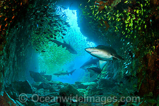 Grey Nurse Shark photo Grey Nurse Shark photo