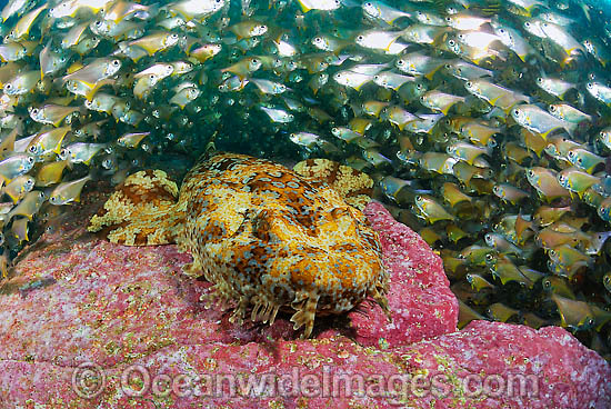 Banded Wobbegong Shark Orectolobus halei photo Banded Wobbegong Shark Orectolobus halei photo