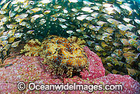 Banded Wobbegong Shark Orectolobus halei Photo - Justin Gilligan