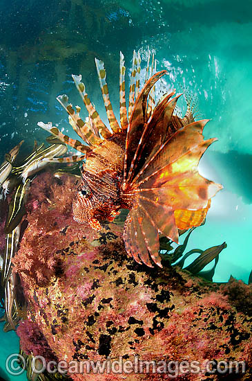 Common Lionfish Pterois volitans photo Common Lionfish Pterois volitans photo