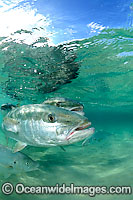 Yellow-tail Kingfish Seriola lalandi Photo - Justin Gilligan