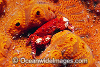 Xanthid Crab Actaea peronii Photo - Gary Bell