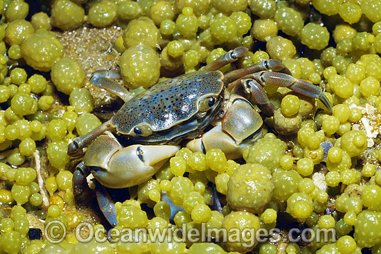 Shore Crab photo Shore Crab photo