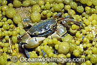 Shore Crab Photo - Gary Bell