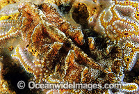 Flatworm Pseudocerotidae Photo - Gary Bell