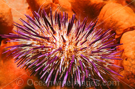 Sea Urchin Heliocidaris erythrogramma photo Sea Urchin Heliocidaris erythrogramma photo