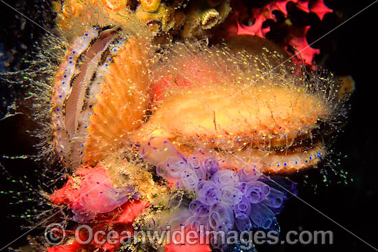 Doughboy Scallop on sponge photo