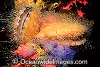 Doughboy Scallop on sponge Photo - Gary Bell
