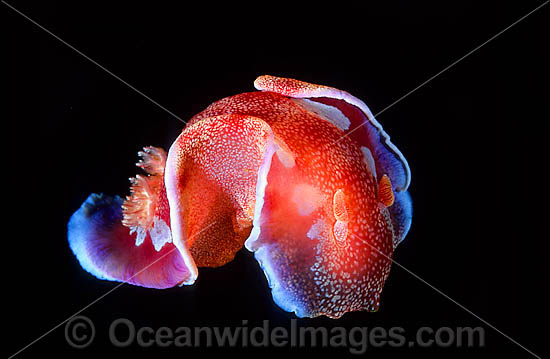 Spanish Dancer Hexabranchus sanguineus photo