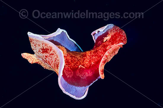 Spanish Dancer Hexabranchus sanguineus photo