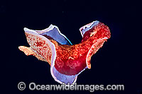 Spanish Dancer Hexabranchus sanguineus Photo - Gary Bell