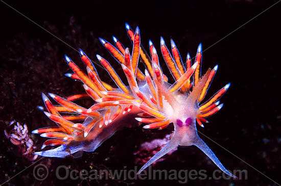 Flabellina Nudibranch Flabellina poenicia photo