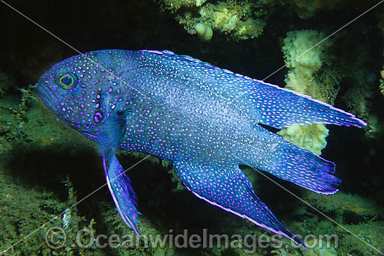 Southern Blue Devil photo Southern Blue Devil photo
