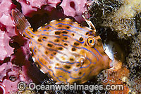 Mosaic Leatherjacket Eubalichthys mosaicus Photo - Gary Bell