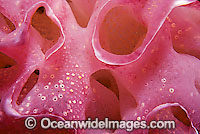 Sea Squirts Photo - Gary Bell