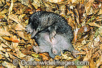 Short-beaked Echidna Photo - Gary Bell