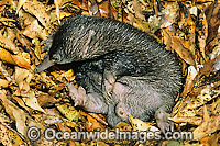 Short-beaked Echidna Photo - Gary Bell