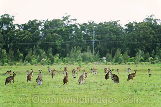 Eastern Grey Kangaroo mob photo Eastern Grey Kangaroo mob photo