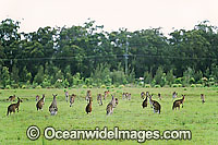 Eastern Grey Kangaroo mob Photo - Gary Bell
