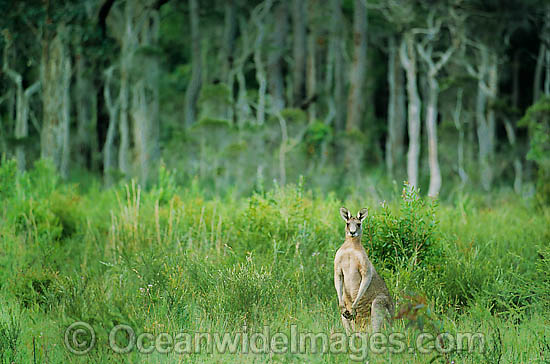 Eastern Grey Kangaroo photo Eastern Grey Kangaroo photo