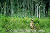 Eastern Grey Kangaroo Photo - Gary Bell
