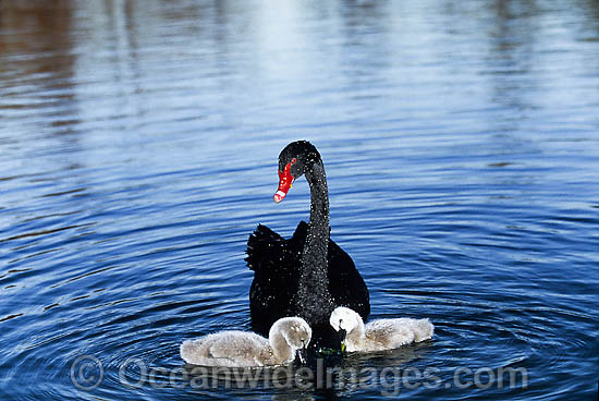 Black Swan and cygnets photo