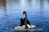 Black Swan and cygnets Photo - Gary Bell