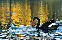 Black Swan and cygnets Photo - Gary Bell
