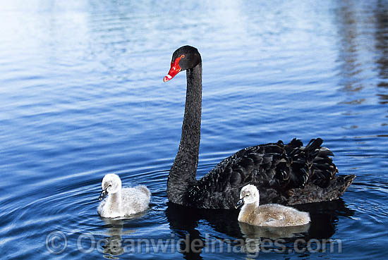 Black Swan and cygnets photo