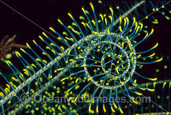 Feather Star feeding arms photo Feather Star feeding arms photo