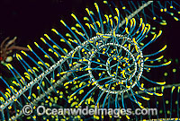 Feather Star feeding arms Photo - Gary Bell