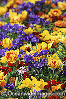 Pansy Flower Photo - Gary Bell