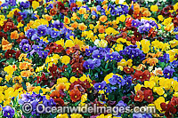Pansy Flower Photo - Gary Bell