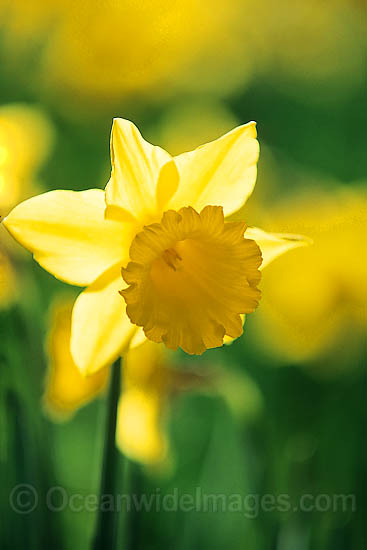 Daffodil photo Daffodil photo