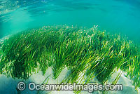 Seagrass Heterozostera tasmanica Photo - Gary Bell