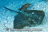 Blue-spotted Maskray Dasyatis kuhlii Photo - Gary Bell