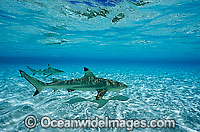 Blacktip Reef Shark Photo - Gary Bell