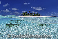Blacktip Reef Shark Cocos Island Photo - Gary Bell