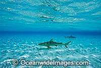 Blacktip Reef Shark Photo - Gary Bell