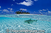 Blacktip Reef Shark Cocos Island Photo - Gary Bell