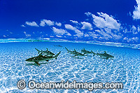Blacktip Reef Shark Cocos Island Photo - Gary Bell