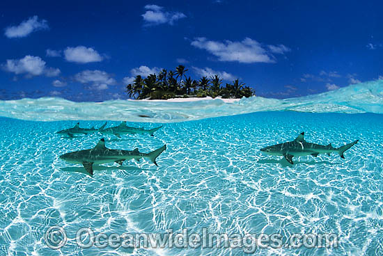 Blacktip Reef Shark Cocos Island photo