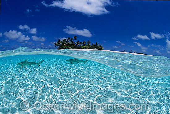 Blacktip Reef Shark Cocos Island photo