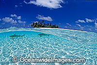 Blacktip Reef Shark Cocos Island Photo - Gary Bell