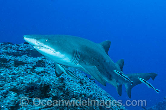 Grey Nurse Shark photo