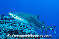 Grey Nurse Shark Photo - Gary Bell