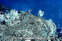 Fishing net on reef Photo - Gary Bell