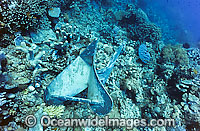 Anchor damage on reef Photo - Gary Bell